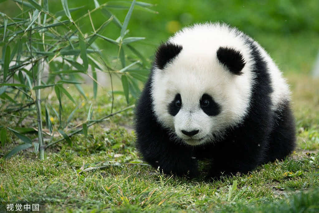 The Panda: China’s Living Treasure — From Ancient Myth to Modern Embrace - Yomkey
